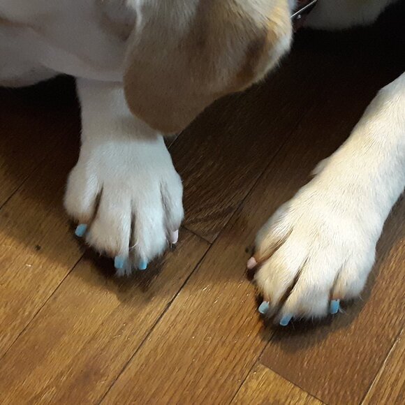 Meet your Posher, Francine - Picture 2 of 4